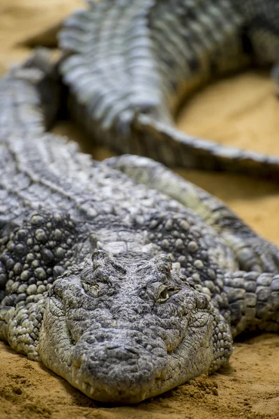 Krokodil ruht im Sand — Stockfoto