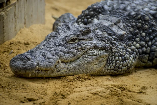 Крокодил, покоящийся на песке — стоковое фото