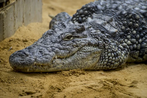 Krokodil rusten op het zand — Stockfoto