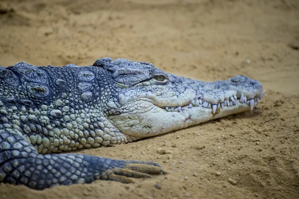 Krokodil rusten op het zand — Stockfoto