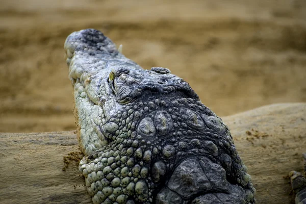 Krokodil rusten op het zand — Stockfoto