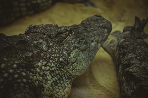 Krokodil rusten op het zand — Stockfoto