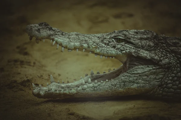 Krokodil rusten op het zand — Stockfoto