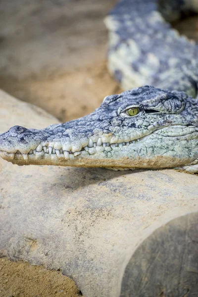 Krokodil ruht im Sand — Stockfoto