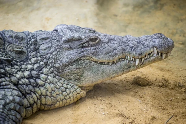 Крокодил, покоящийся на песке — стоковое фото