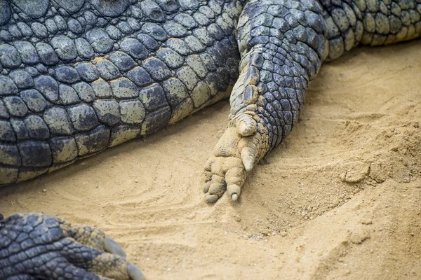 Crocodile resting on the sand — Stock Photo, Image