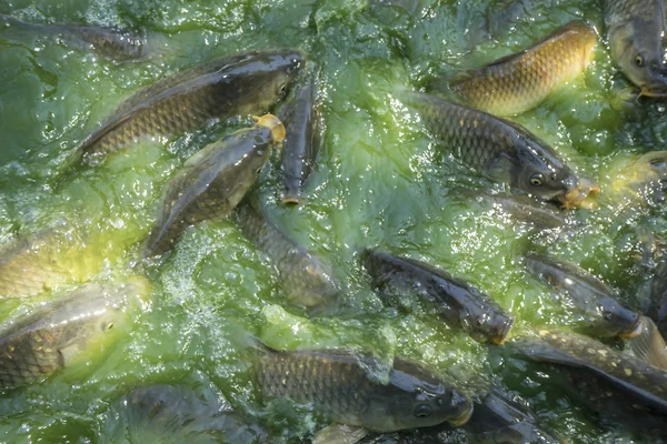 common carps in water