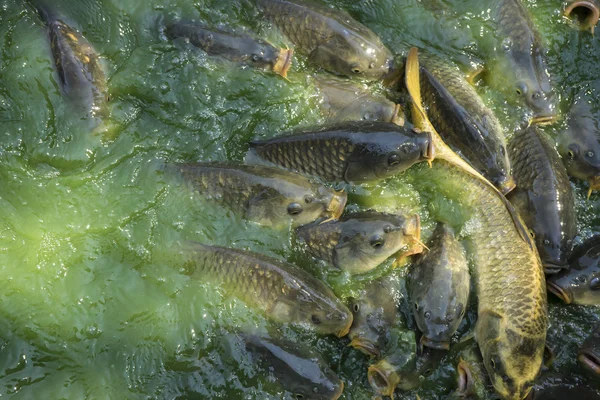 Suda ortak carps — Stok fotoğraf