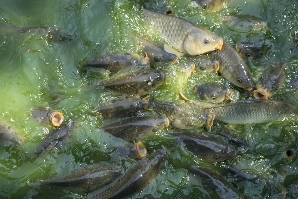 Suda ortak carps — Stok fotoğraf