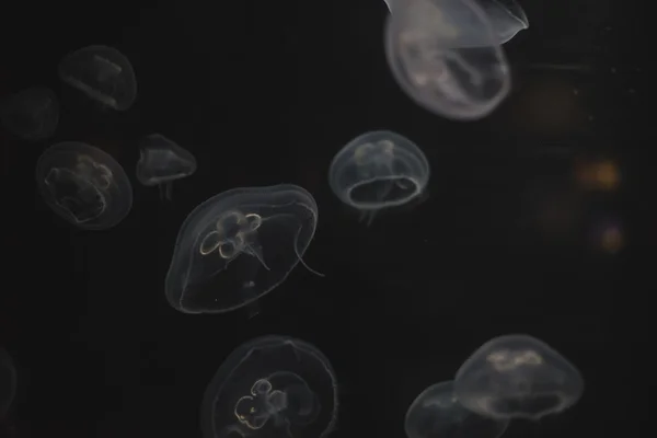 Bank of jellyfish at the bottom of the ocean — Stock Photo, Image