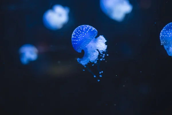 Bank of jellyfish, beautiful sea creatures at the bottom of the — Stock Photo, Image