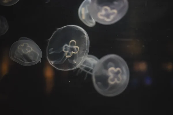 Banco de medusas en el fondo del océano — Foto de Stock