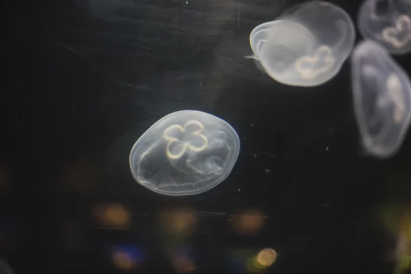 Берег медуз на дні океану — стокове фото