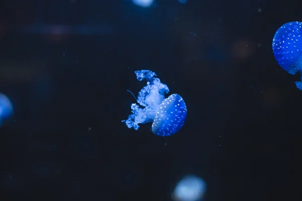 Frutos do mar, banco de água-viva, belas criaturas marinhas no botto — Fotografia de Stock