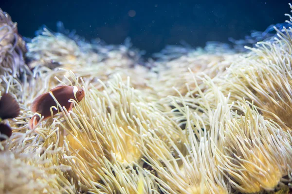 Marine clownfish in coral bank in the sea — Stock Photo, Image