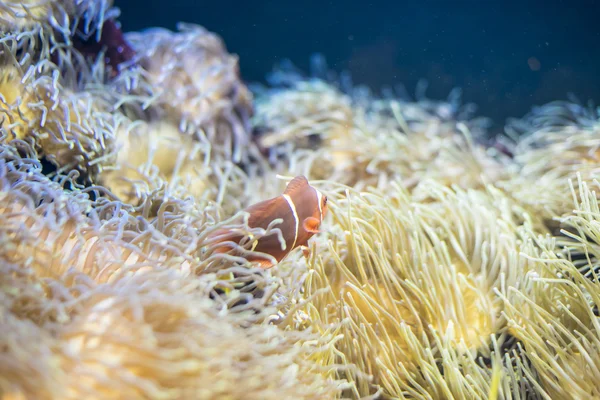 Tropisch, anemoonvis in koraal bank in de zee — Stockfoto