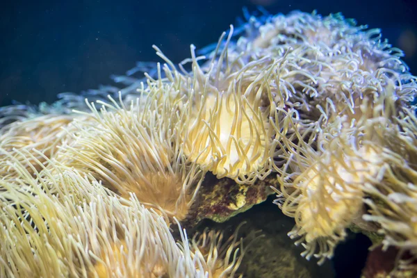 サンゴ礁や海のサンゴ礁で獲れたザリガニは — ストック写真