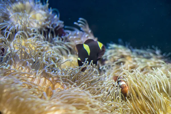 Clownfish in koraal in de zee — Stockfoto