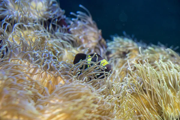 Clownfisk i coral i havet — Stockfoto