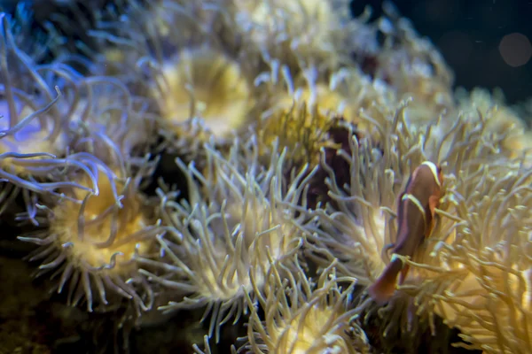 Klovnefisk i koraller i havet – stockfoto