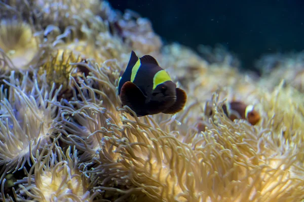 Clownfish in koraal in de zee — Stockfoto