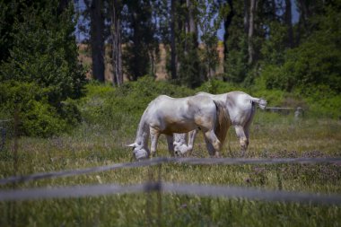 Bir yeşil mera otlayan atlar