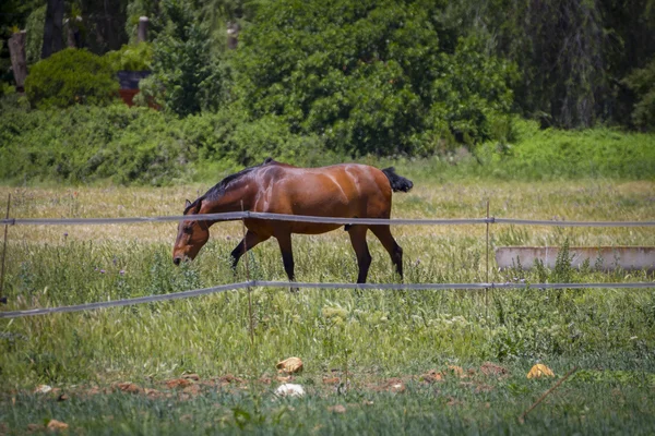 棕色马放牧 — 图库照片