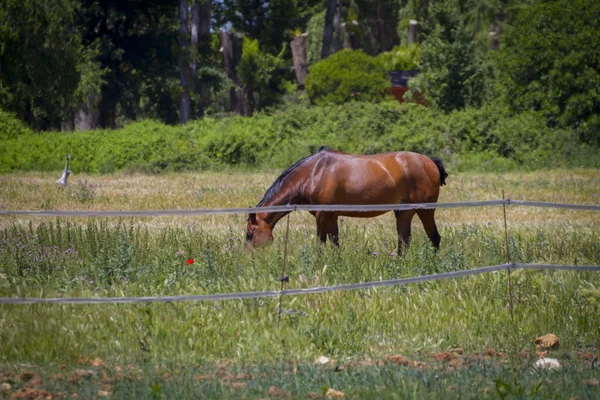 Brown horse grazing — Stock Photo, Image