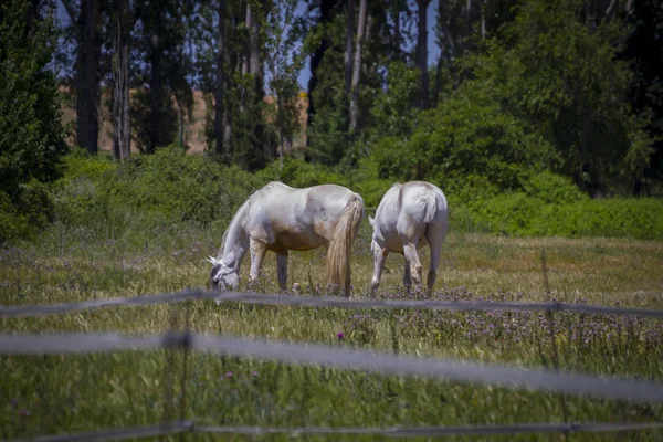 Pferde weiden auf einer grünen Weide — Stockfoto