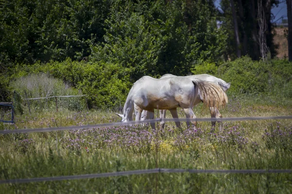 Cavalos que pastam em um pasto verde — Fotografia de Stock