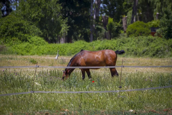 Brown horse grazing — Stock Photo, Image