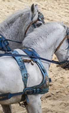 Gladyatör mücadele Roma savaş arabası