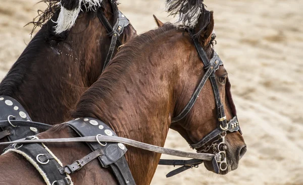 Carruaje romano sobre gladiadores lucha —  Fotos de Stock