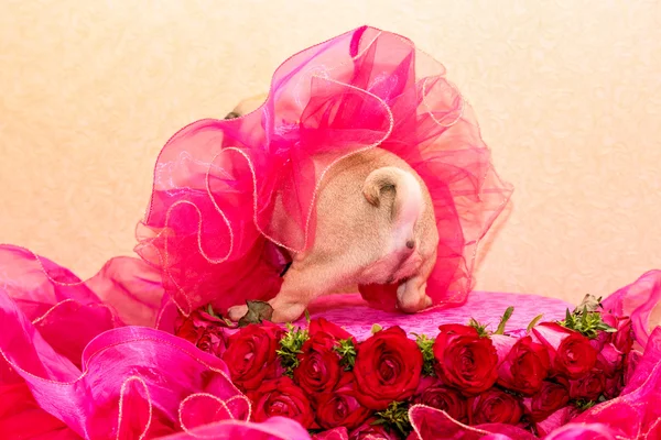 Pug puppy en bloemen Stockfoto