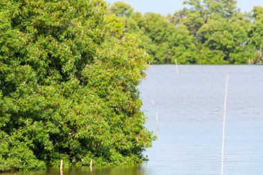 Tayland Körfezi kıyısındaki Mangrove Ormanı, Samae Khao, Chachoengsao Eyaleti, Tayland. Bölgedeki mangrov ormanlarının çoğu insan faaliyetleri yüzünden yok olmasına karşın, geri kalan ormanları korumak ve genişletmek için çaba sarfedilmiştir..