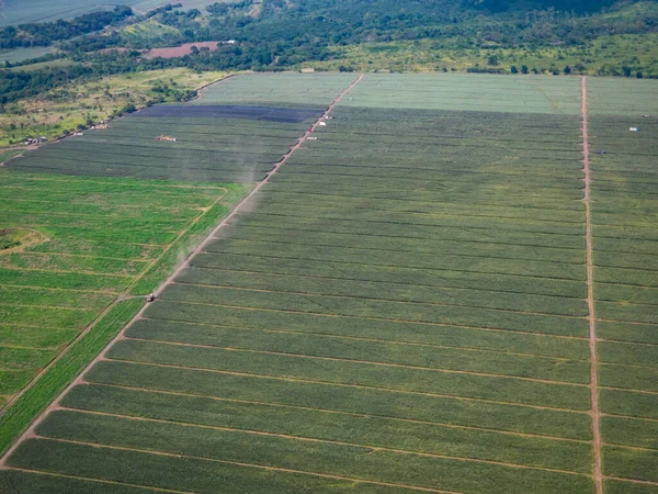 Vista Aérea Plantação Abacaxi Perto Cidade General Santos South Cotabato — Fotografia de Stock