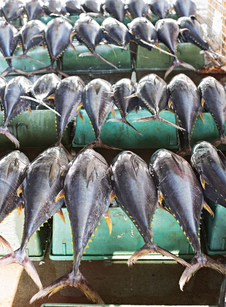 Рыба-тунец на рынке — стоковое фото