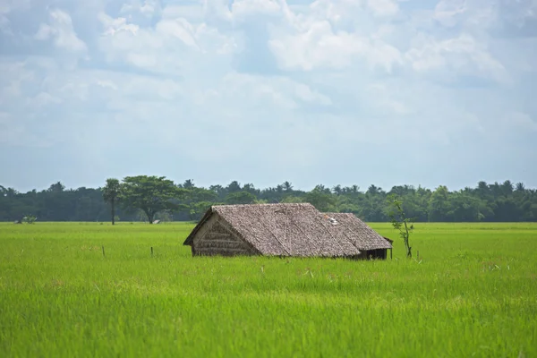 Casa de campo entre arrozales en Myanmar — Foto de Stock