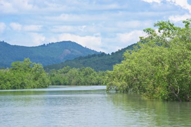 Mangrov orman Myanmar içinde
