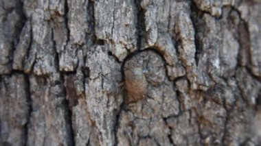 Böceği larvası bir ağaç üzerinde.