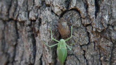 Ağustosböceği larva ve Katydid bir ağaç üzerinde.