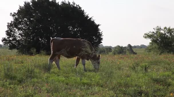 vaches dans un champ.