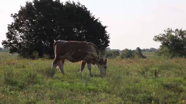 Vacas en un campo . — Vídeo de stock