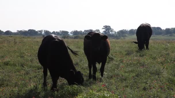 Krávy na poli. — Stock video