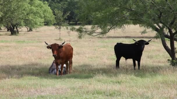 Vacas em um campo . — Vídeo de Stock