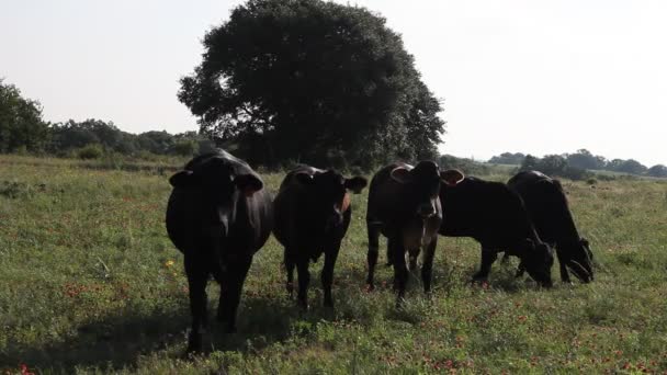 Vacas em um campo . — Vídeo de Stock