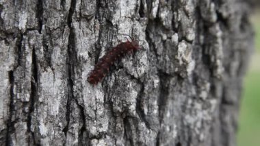 Pipevine Swallowtail Caterpillar bir ağaç üzerinde.