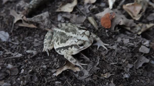 Crapaud sur le sol forestier . — Video