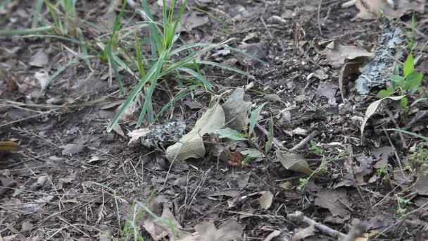 Scorpion à écorce rayée du Texas — Video