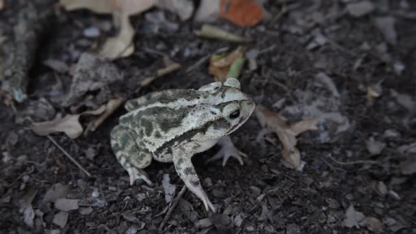 Toad in leaves — Stock Video